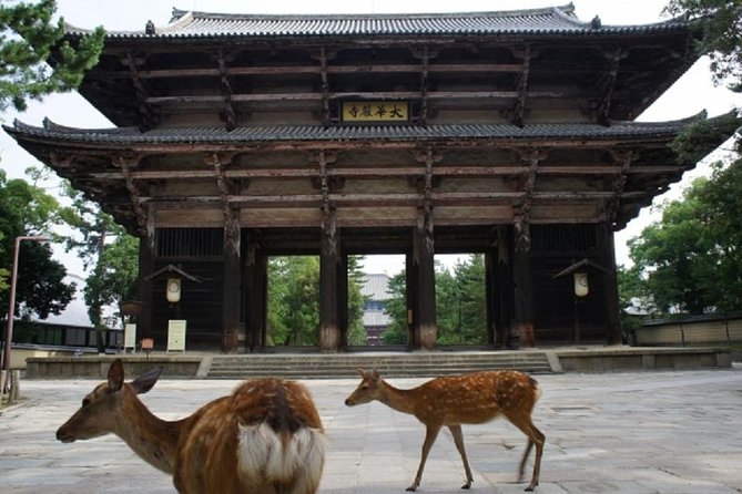 Nara Private Tour by Public Transportation From Osaka - Customer Reviews and Feedback