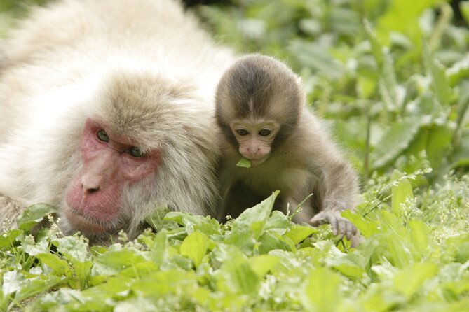 Snow Monkey Park & Miso Production Day Tour From Nagano - Eco-Friendly Travel Practices