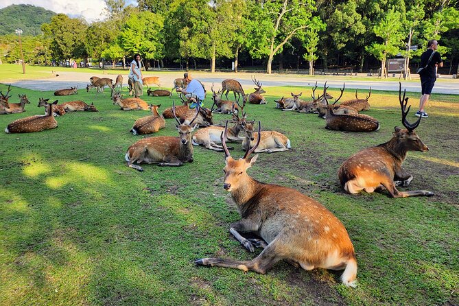 Full Day Guided Tour to Kyoto and Nara From Osaka - How to Book Your Tour