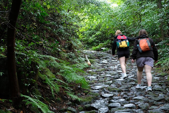 Half Day Forest Bathing in Hakone Geopark - Tips for a Great Adventure