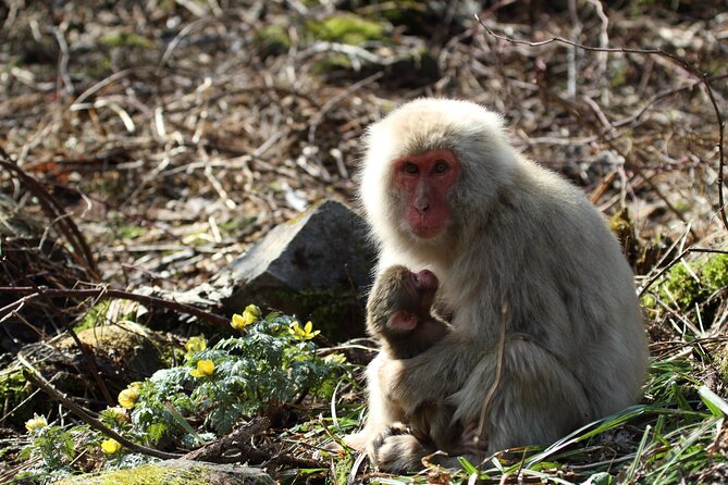 Snow Monkey Park & Miso Production Day Tour From Nagano - Traveler Reviews