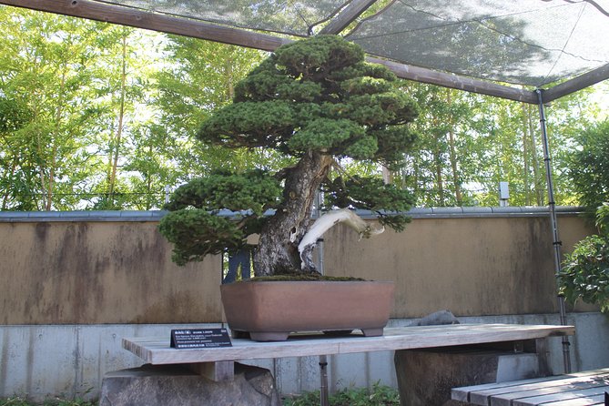 Bonsai Museum & Bonsai Experience - Key Points