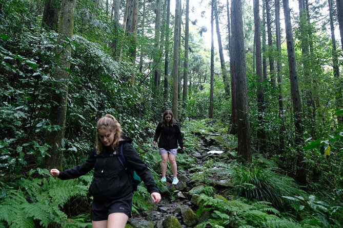 Half Day Forest Bathing in Hakone Geopark - Key Points