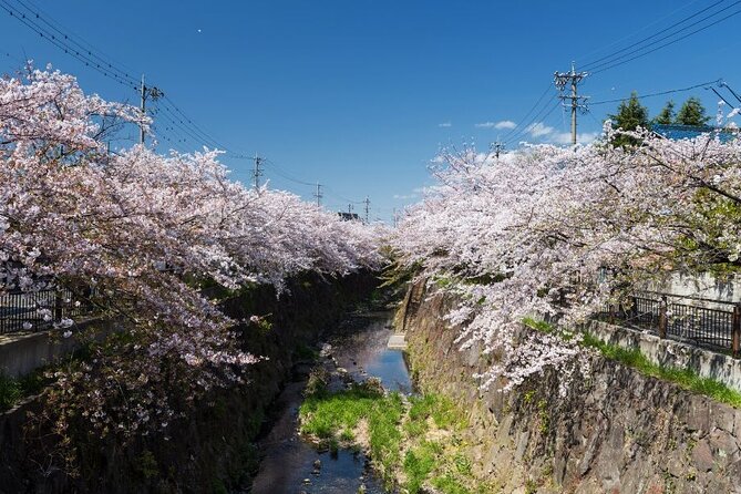 Private & Unique Nagoya Cherry Blossom Sakura Experience - Key Points