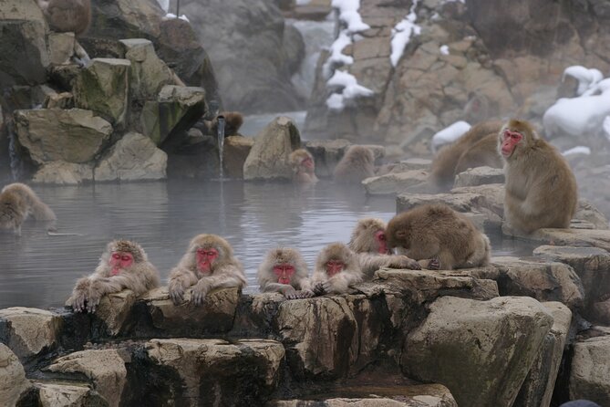 Snow Monkey Park & Miso Production Day Tour From Nagano - Key Points