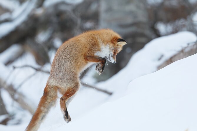 Half-Day Primeval Forest Snowshoe and Wildlife Watching Tour