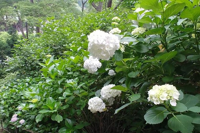 Kamakura and Eastern Kyoto With Lots of Temples and Shrines