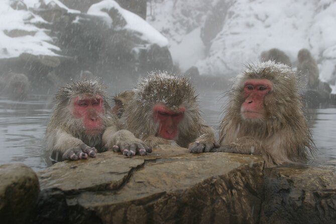 Snow Monkey Park & Miso Production Round Trip Day Tour From Tokyo