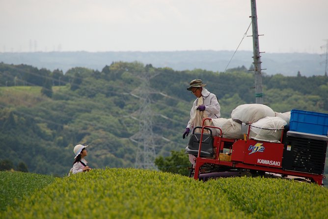 Experience Tea Picking With a Tea Farmer, and Tempura Lunch With Picked Tea Leaves - The Tea Picking Process