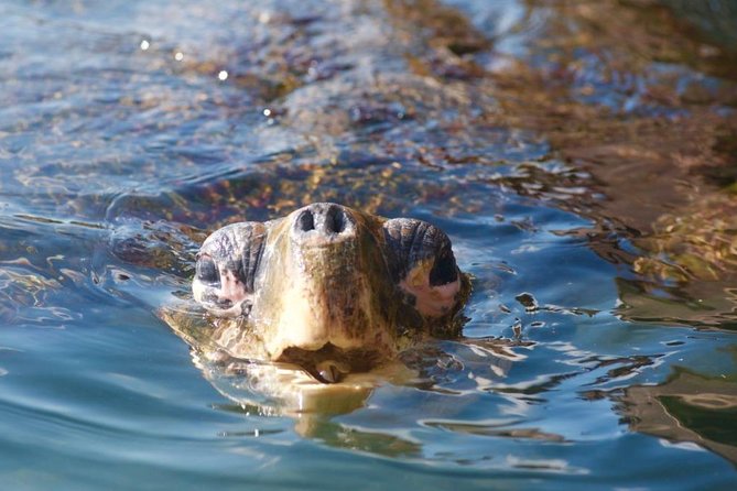 Miyazaki Snorkel Kayak Tour - Highlights of the Experience