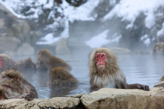 Snow Monkey in Jigokudani Yaen-koen & Obuse Town - Meeting and Pickup Details