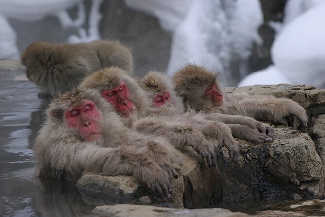 Snow Monkey Park & Miso Production Round Trip Day Tour From Tokyo - Tour Activities and Highlights