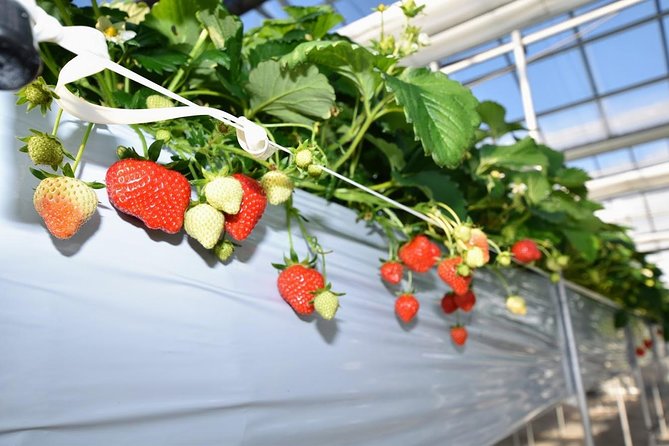 Strawberry Picking and Snow Experience at Mt Fuji Ski Resort for VIP - Private Tour Details