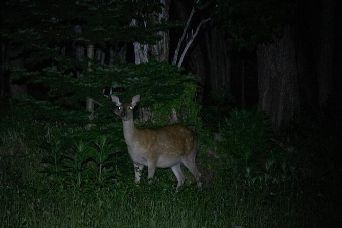 Wildlife Night Drive in Shiretoko National Park - Experience Highlights