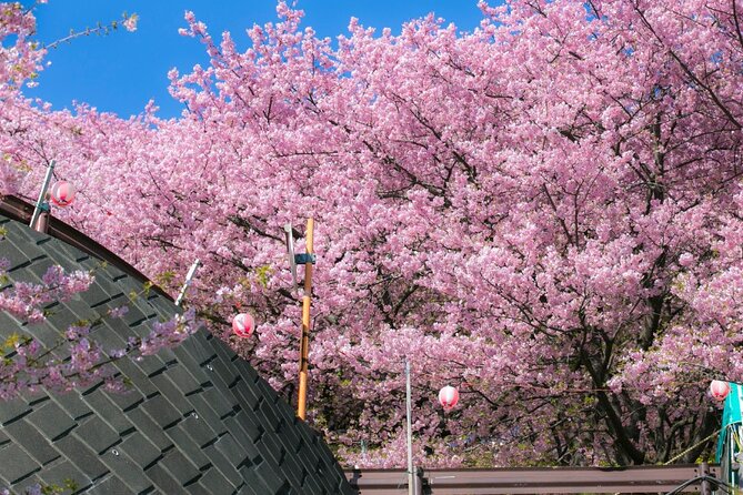 4 Hour Private Cherry Blossom Sakura Experience in Nagasaki - Accessibility Information