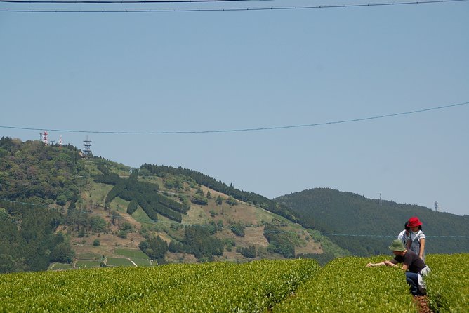 Experience Tea Picking With a Tea Farmer, and Tempura Lunch With Picked Tea Leaves - Tempura Lunch Highlight