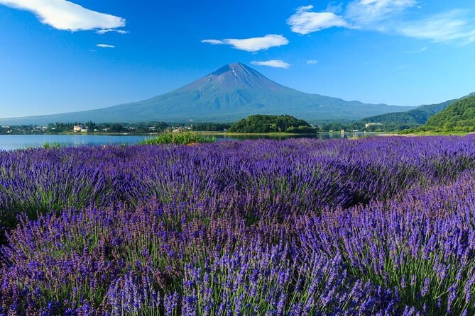 Mt. Fuji Flower Festival Tour With Ropeway Experience From Tokyo - Whats Included