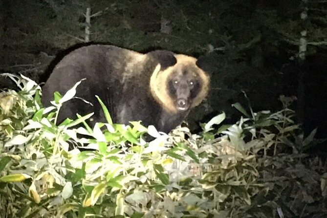 Wildlife Night Drive in Shiretoko National Park - Wildlife Spotting Opportunities