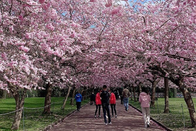 4 Hour Private Cherry Blossom Sakura Experience in Nagasaki - Key Points