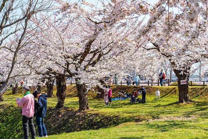 4 Hour Private Cherry Blossom Sakura Experience in Nagasaki - Tips for Enjoying Sakura Season