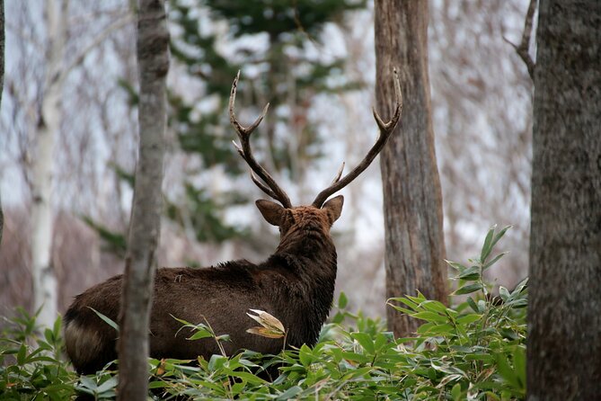 Half-Day Primeval Forest Snowshoe and Wildlife Watching Tour - Wildlife Watching Experience