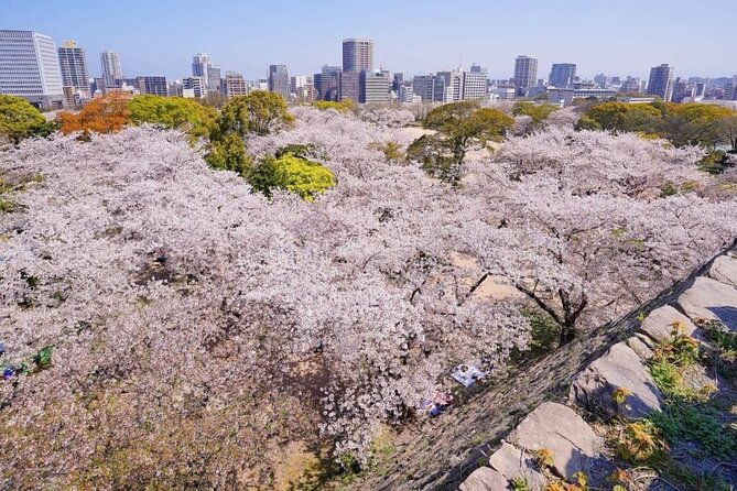 Private and Unique Fukuoka Cherry Blossom Sakura Experience - Accessibility Features