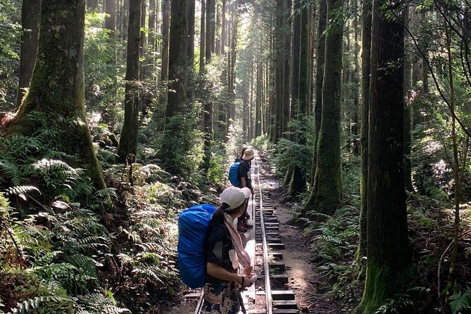 [Private Guide & Plan With Bento] Lets Walk in the Forest of Thousands of Years of Age! Jomon Cedar Day Trip Trekking [Special Lunch With Yakushima Ingredients! ] - Safety and Insurance Information