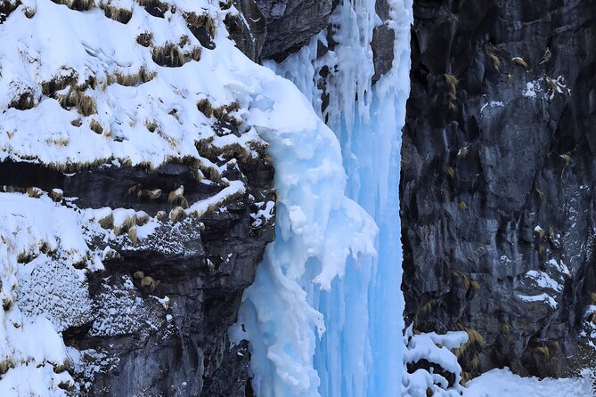 Half-Day Primeval Forest Snowshoe and Wildlife Watching Tour - Customer Reviews and Feedback