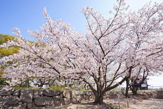 Private and Unique Fukuoka Cherry Blossom Sakura Experience - Pricing and Booking Details