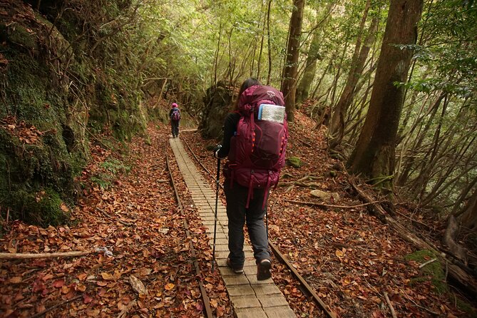 [Private Guide & Plan With Bento] Lets Walk in the Forest of Thousands of Years of Age! Jomon Cedar Day Trip Trekking [Special Lunch With Yakushima Ingredients! ] - Accommodation and Logistics