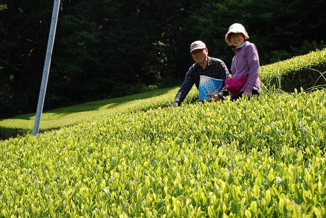 Experience Tea Picking With a Tea Farmer, and Tempura Lunch With Picked Tea Leaves - Pricing and Booking Details