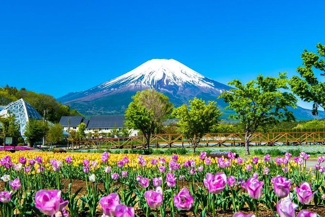 Mt. Fuji Flower Festival Tour With Ropeway Experience From Tokyo - Reviews and Feedback