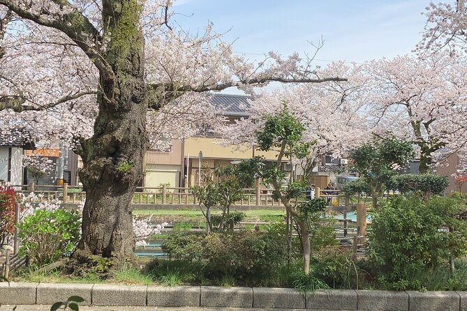 Private Kimono Stroll in Toyama City Possibly With a Shiba Inu - Transportation Details