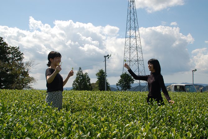 Experience Tea Picking With a Tea Farmer, and Tempura Lunch With Picked Tea Leaves - Customer Experience and Reviews