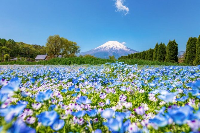 Mt. Fuji Flower Festival Tour With Ropeway Experience From Tokyo - Cancellation Policy