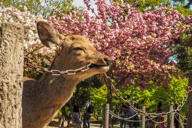 Osaka Cherry Blossom Tour With a Local: 100% Personalized Private - Guest Reviews and Feedback