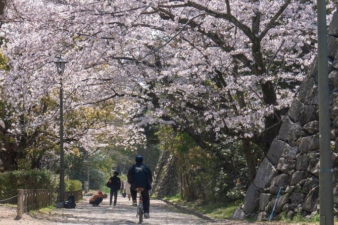 Private and Unique Fukuoka Cherry Blossom Sakura Experience - Tips for a Memorable Visit