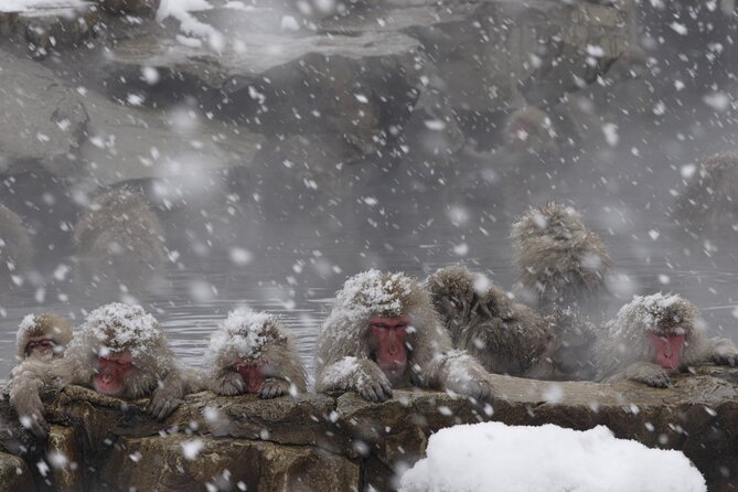 Snow Monkey Park & Miso Production Round Trip Day Tour From Tokyo - Tips for a Great Experience