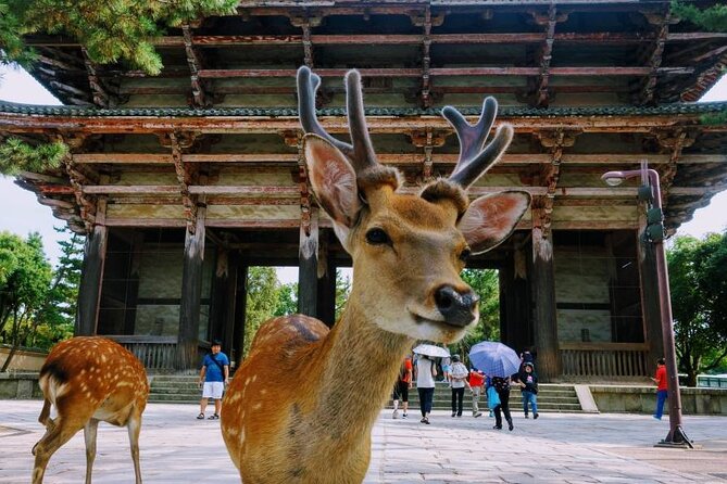 Kyoto & Nara Tour From Osaka/Kyoto: Fushimi Inari Taisha Shrine - Alternative Booking Options