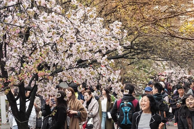 Osaka Cherry Blossom Tour With a Local: 100% Personalized Private - Tips for a Perfect Tour