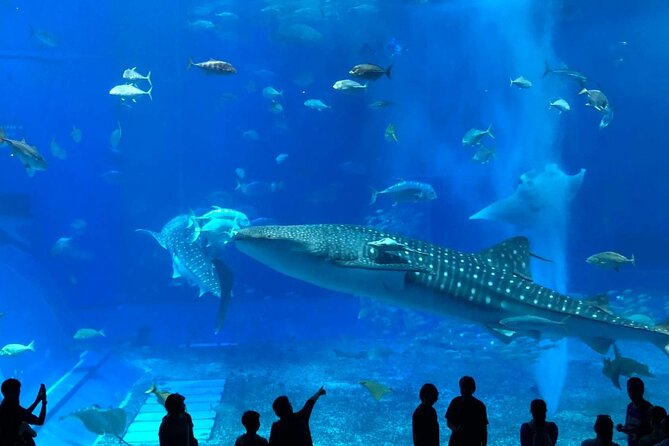 American Village &Okinawa Churaumi Aquarium Tour From Naha/Chatan - Key Points