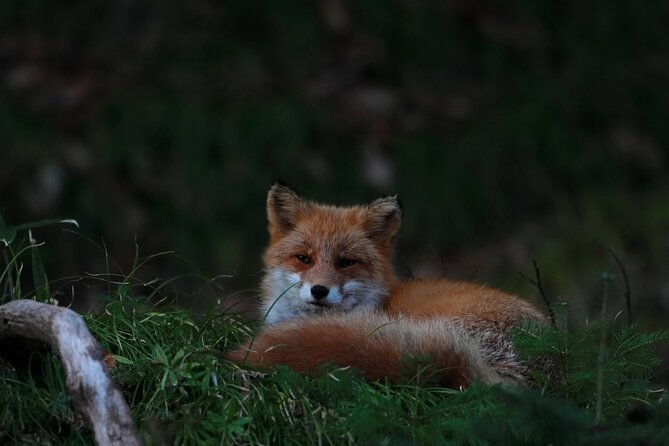 Wildlife Night Drive in Shiretoko National Park - Key Points