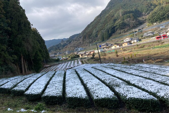 Ceramics and Green Tea Tour of Nagasaki and Saga Prefecture - Highlights of Nagasaki