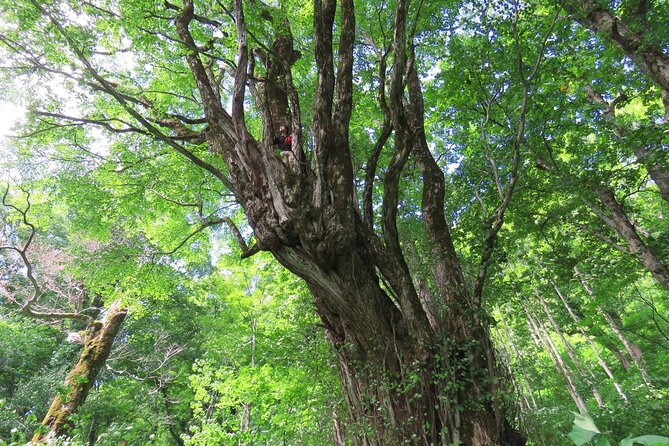 Forest Healing Around the Giant Beech and Katsura Trees - Healing Benefits of Forests