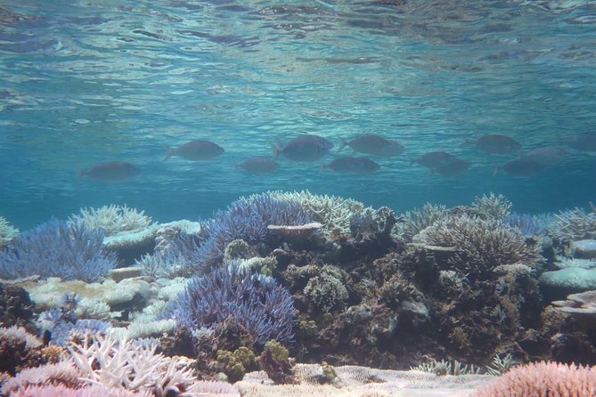 [Miyakojima Snorkel] Private Tour From 2 People Enjoy From 3 Years Old! Enjoy Nemo, Coral and Miyako Blue - Tour Highlights and Attractions