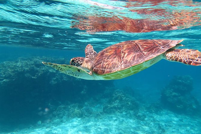 [Miyakojima Snorkel] Private Tour From 2 People Lets Look for Sea Turtles! Snorkel Tour That Can Be Enjoyed From 3 Years Old - Age Requirements