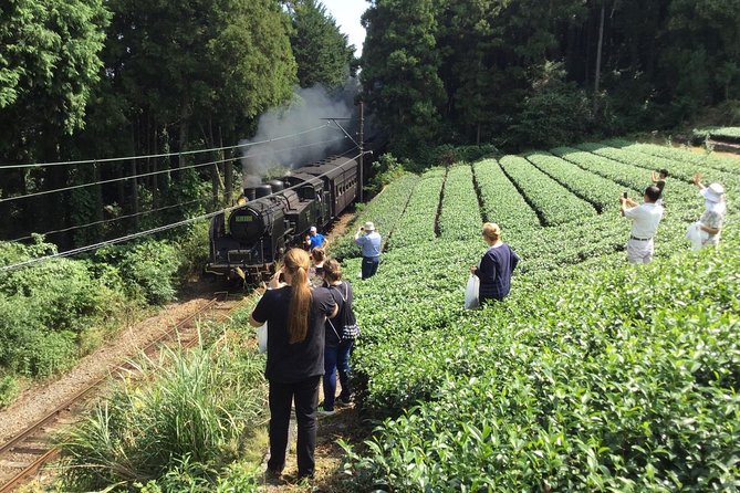 Authentic Japanese Tea Tasting at a Tea Plantation in Shimada - Tasting Varieties of Japanese Tea