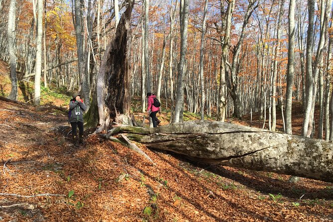 Forest Healing Around the Giant Beech and Katsura Trees - The Katsura Tree