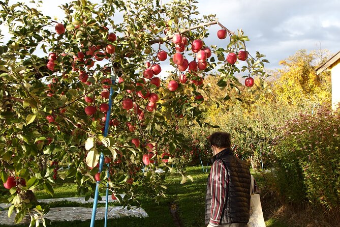 Rice Paddy Art and Apple Picking Full Day Private Tour - Pricing and Booking Information