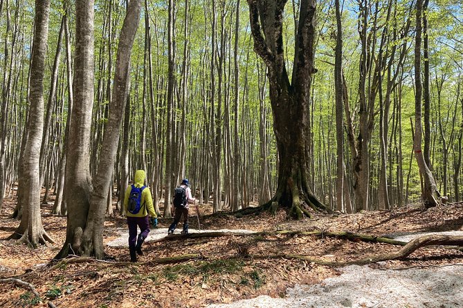 Forest Healing Around the Giant Beech and Katsura Trees - Safety and Health Guidelines